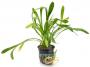 Sagittaria Subulata - Article To Be Sold Only In Italy