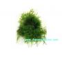 Muschio Taiwan Moss (Taxiphyllum Alternans)  - Article To Be Sold Only In Italy