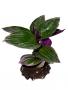 Tradescantia Nanouk - Article To Be Sold Only In Italy