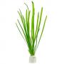 Vallisneria Spiralis - Article To Be Sold Only In Italy
