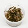 Cryptocoryne Veinghera in vitro- Article To Be Sold Only In Italy