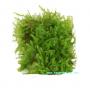 Muschio Weeping Moss (Vesicularia Ferriei) - Porzione