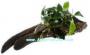 Wood Anubias Bonsai - Article To Be Sold Only In Italy